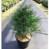 Sciadopitys verticillata 30 40 arbo