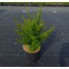 SYRINGA PERSICA 'LACINIATA' arbo