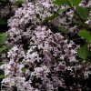SYRINGA PERSICA 'LACINIATA' shutt