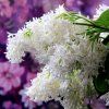 SYRINGA × PRESTONIAE 'AGNES SMITH' IST1