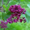 SYRINGA VULGARIS 'CHARLES JOLY' IST