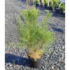 Tamarix tetrandra arbo