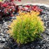 THUJA OCCIDENTALIS 'FIRE CHIEF' ist1