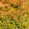 THUJA OCCIDENTALIS 'FIRE CHIEF' ist2