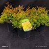 THUJA OCCIDENTALIS 'FIRE CHIEF' kak
