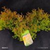 THUJA OCCIDENTALIS 'FIRE CHIEF' kak1