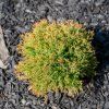 THUJA OCCIDENTALIS 'FIRE CHIEF' ist