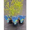 VACCINIUM CORYMBOSUM 'BRIGITTA BLUE' kak2