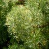 ARTEMISIA ABROTANUM 'COLA' ist2