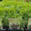 ARTEMISIA ABROTANUM 'COLA kak'