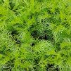 ARTEMISIA ABROTANUM 'COLA' kak1