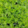ARTEMISIA ABROTANUM 'COLA' kak2