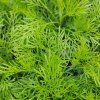 ARTEMISIA ABROTANUM 'COLA' kak3