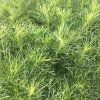 ARTEMISIA ABROTANUM 'COLA' ist