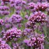 VERBENA BONARIENSIS)_istock