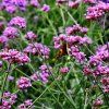 VERBENA BONARIENSIS_shutter