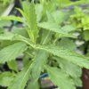VERBENA BONARIENSIS KAK1
