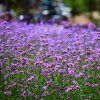VERBENA BONARIENSIS_istock