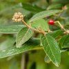 VIBURNUM × PRAGENSE ist