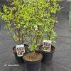 VIBURNUM FARRERI kak