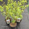 VIBURNUM FARRERI kak2