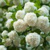 VIBURNUM OPULUS 'ROSEUM' ist1