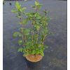 Viburnum opulus 'Roseum' arbo
