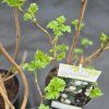VIBURNUM OPULUS 'ROSEUM' kak
