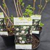 VIBURNUM OPULUS 'ROSEUM' kak1