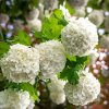 VIBURNUM OPULUS 'ROSEUM' ist