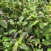 LIPPIA DULCIS 'COLADA®' kak7