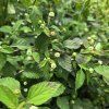 LIPPIA DULCIS 'COLADA®' kak8