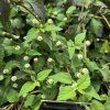 LIPPIA DULCIS 'COLADA®' kak9