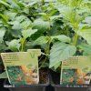LIPPIA DULCIS 'COLADA®' kak