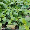 LIPPIA DULCIS 'COLADA®' kak1