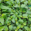 LIPPIA DULCIS 'COLADA®' kak2