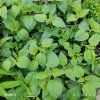 LIPPIA DULCIS 'COLADA®' kak3