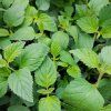 LIPPIA DULCIS 'COLADA®' kak4