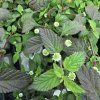 LIPPIA DULCIS 'COLADA kak5