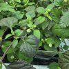 LIPPIA DULCIS 'COLADA kak6