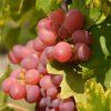 VITIS VINIFERA 'ST. MARTIN' ist2