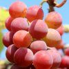 VITIS VINIFERA 'ST. MARTIN' ist