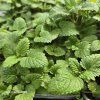 MELISSA OFFICINALIS (MEDOVKA LEKÁRSKA)