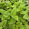 MELISSA OFFICINALIS (MEDOVKA LEKÁRSKA) kak1