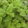 MELISSA OFFICINALIS (MEDOVKA LEKÁRSKA) kak2