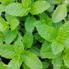 MENTHA SPICATA VAR. CRISPA 'MAROKKO' kak2