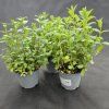 MENTHA SPICATA VAR. CRISPA 'MAROKKO'1