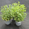 MENTHA SPICATA VAR. CRISPA 'MAROKKO'3