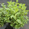 MENTHA SPICATA VAR. CRISPA 'MAROKKO'4