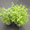 MENTHA SPICATA VAR. CRISPA 'MAROKKO'5